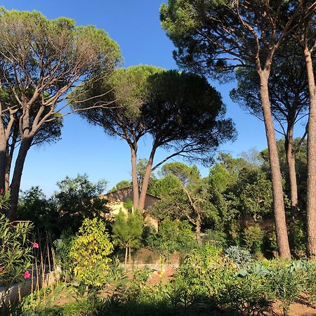 Sous Les Pins Parasols Vidauban Eksteriør bilde