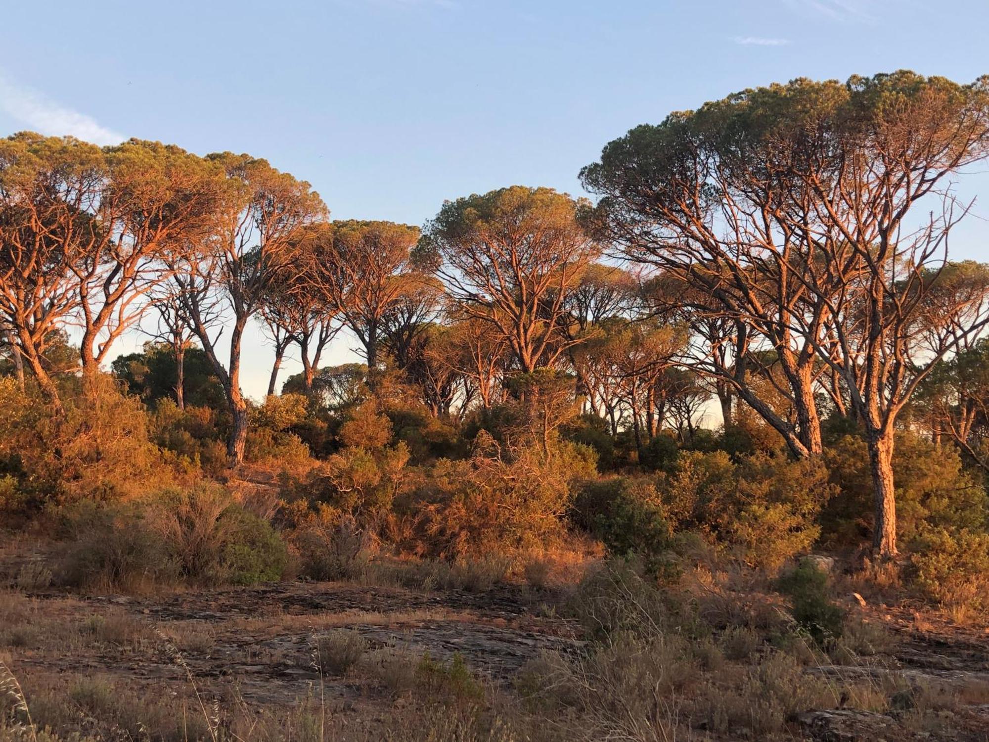 Sous Les Pins Parasols Vidauban Eksteriør bilde