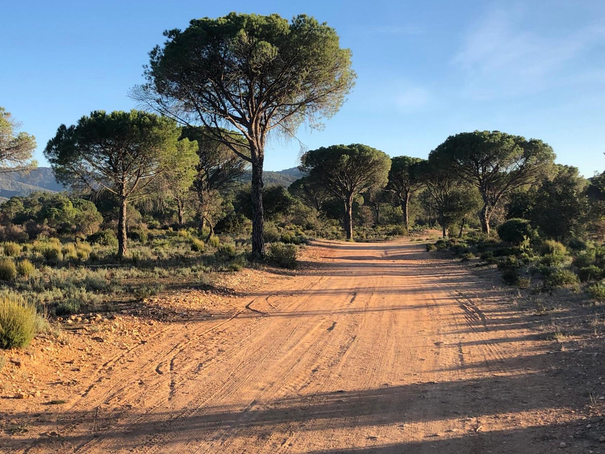 Sous Les Pins Parasols Vidauban Eksteriør bilde