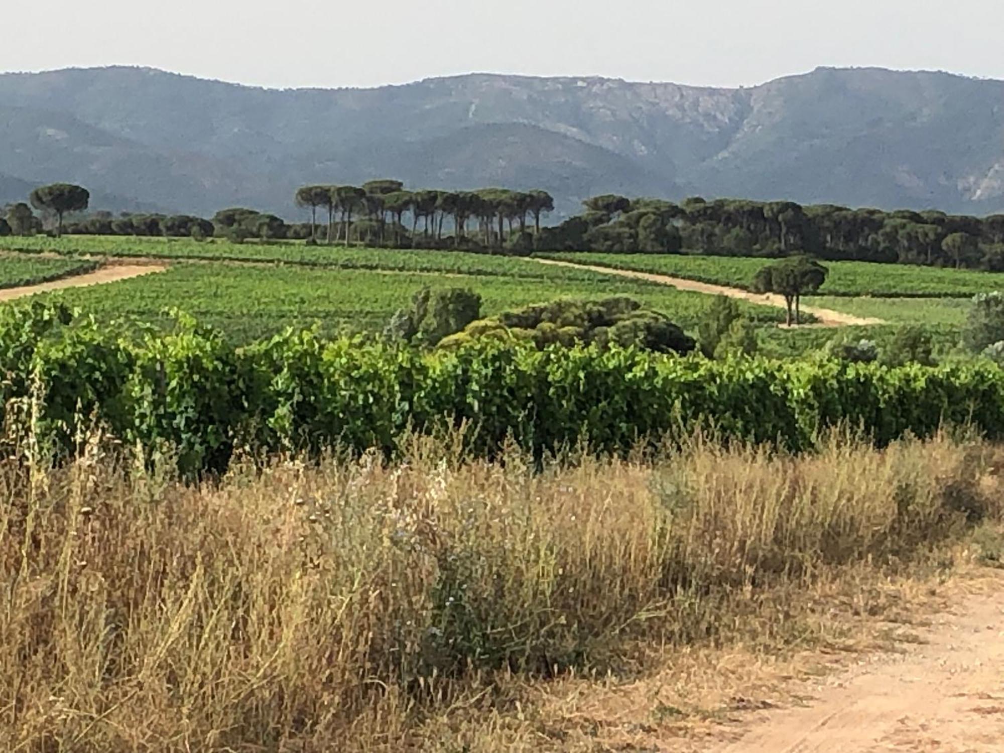 Sous Les Pins Parasols Vidauban Eksteriør bilde
