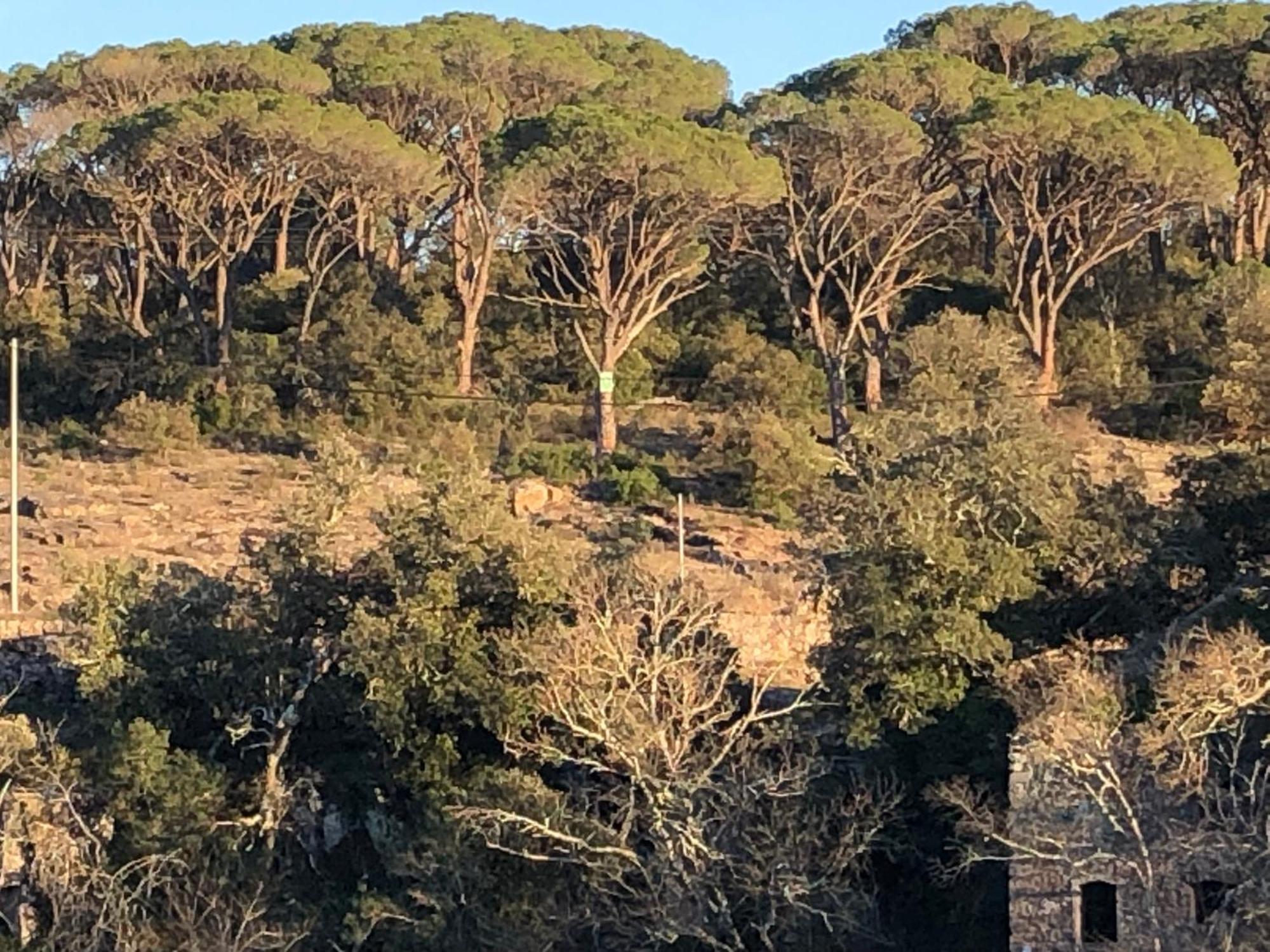 Sous Les Pins Parasols Vidauban Eksteriør bilde