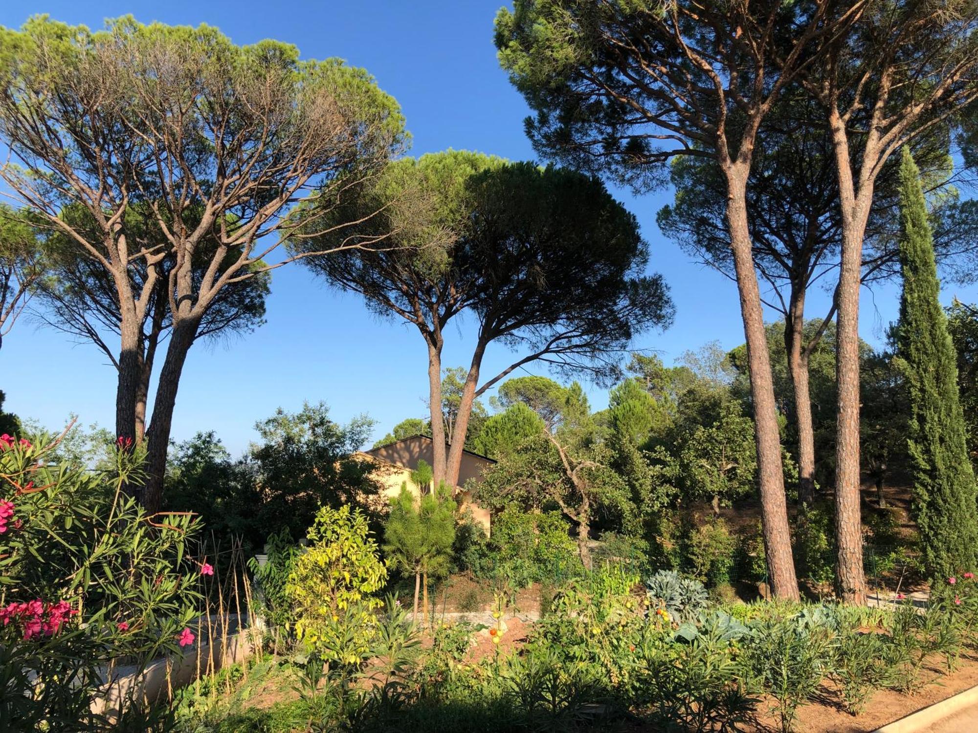 Sous Les Pins Parasols Vidauban Eksteriør bilde