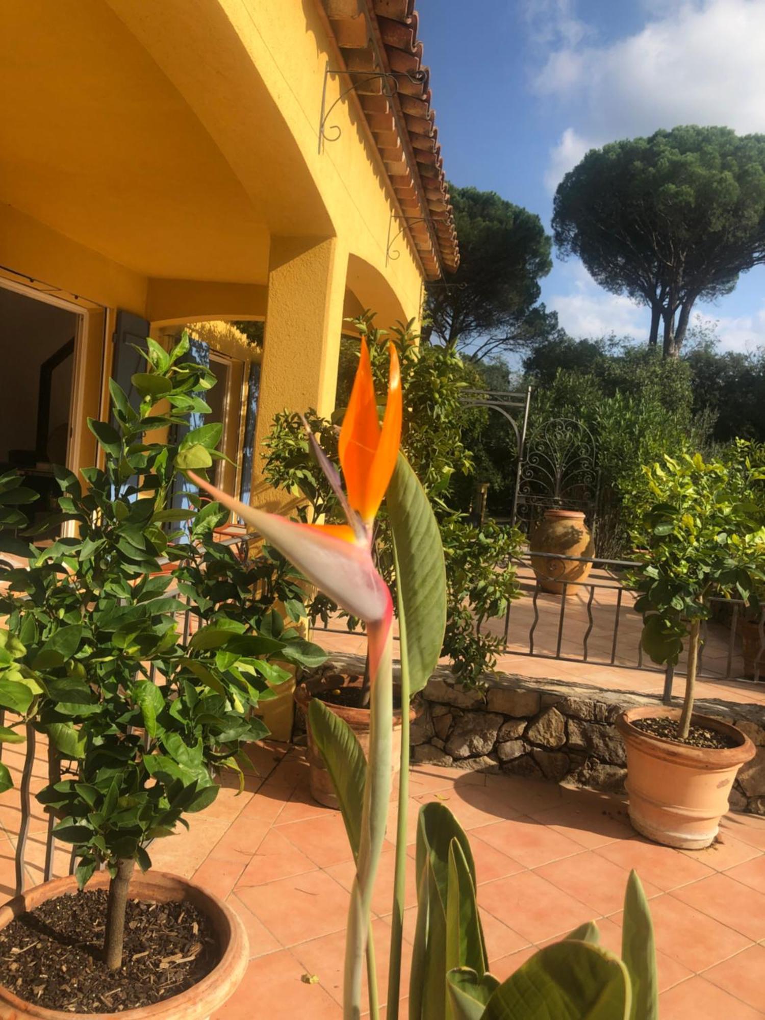 Sous Les Pins Parasols Vidauban Eksteriør bilde